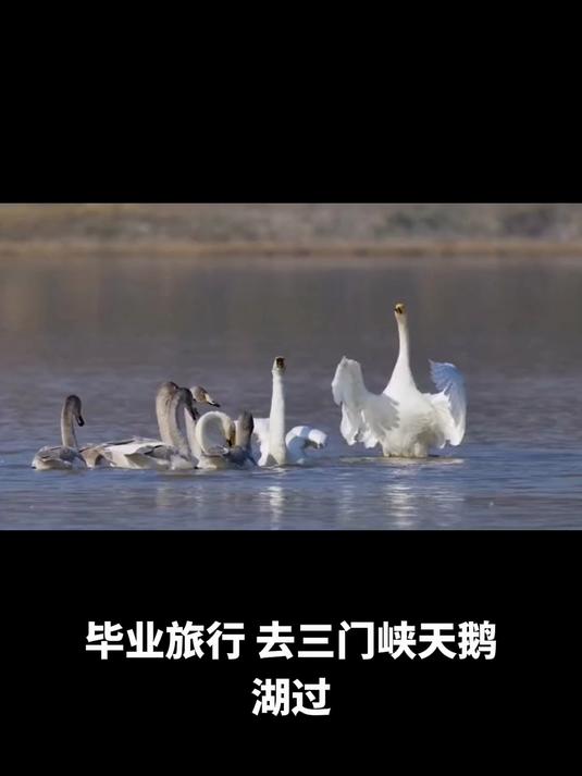 毕业旅行,去三门峡天鹅湖过夏天