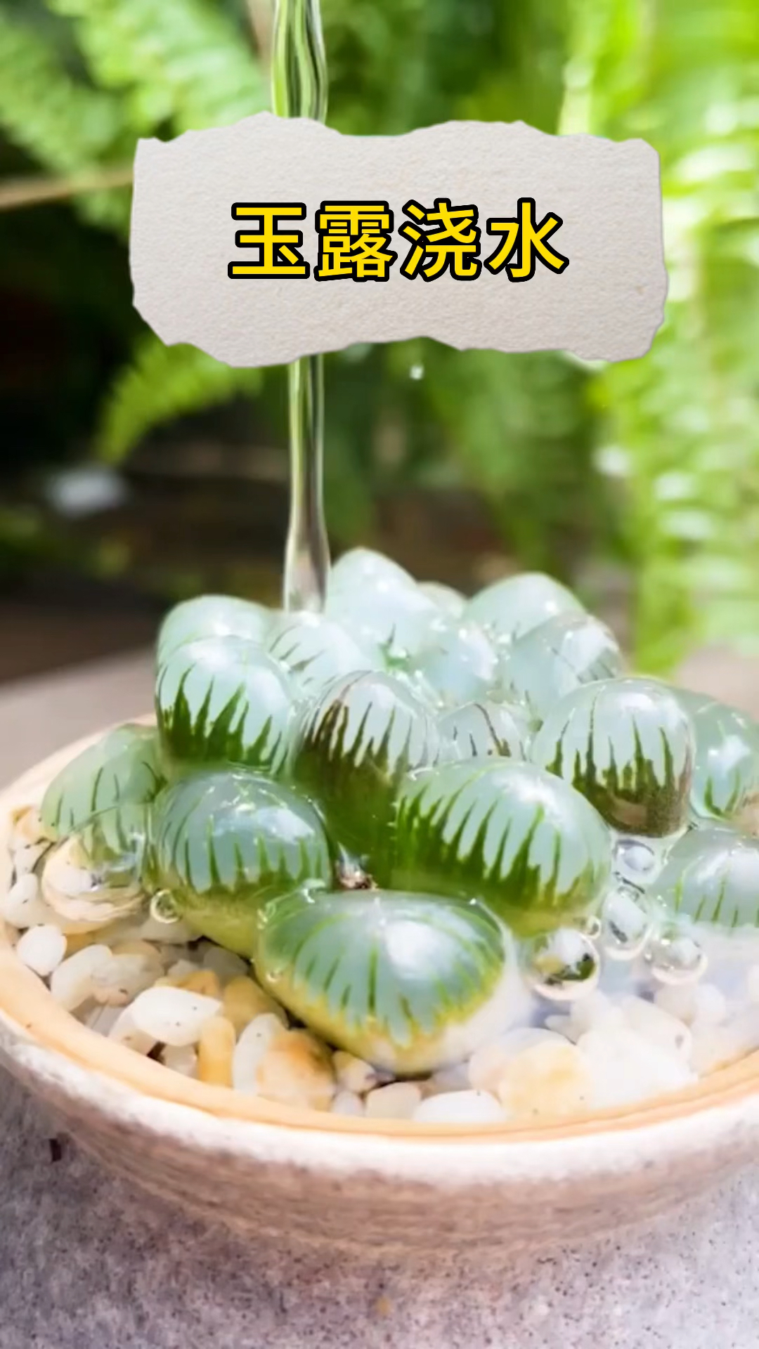 多肉植物玉露浇水,非常解压