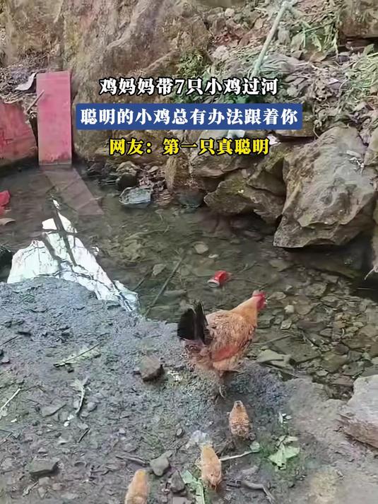 鸡妈妈带 7 只小鸡过河,聪明的小鸡总有办法跟着你