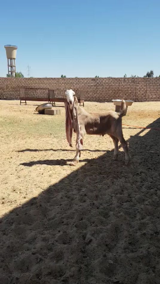 今天中午凉拌羊耳朵