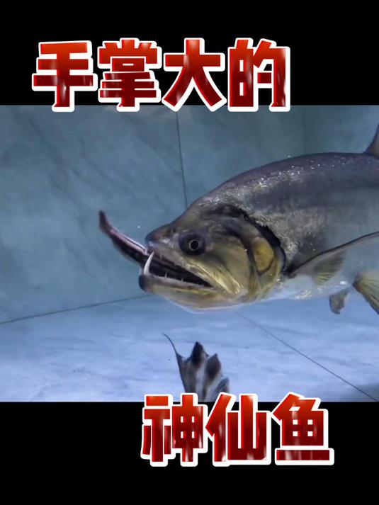 手掌大的神仙鱼