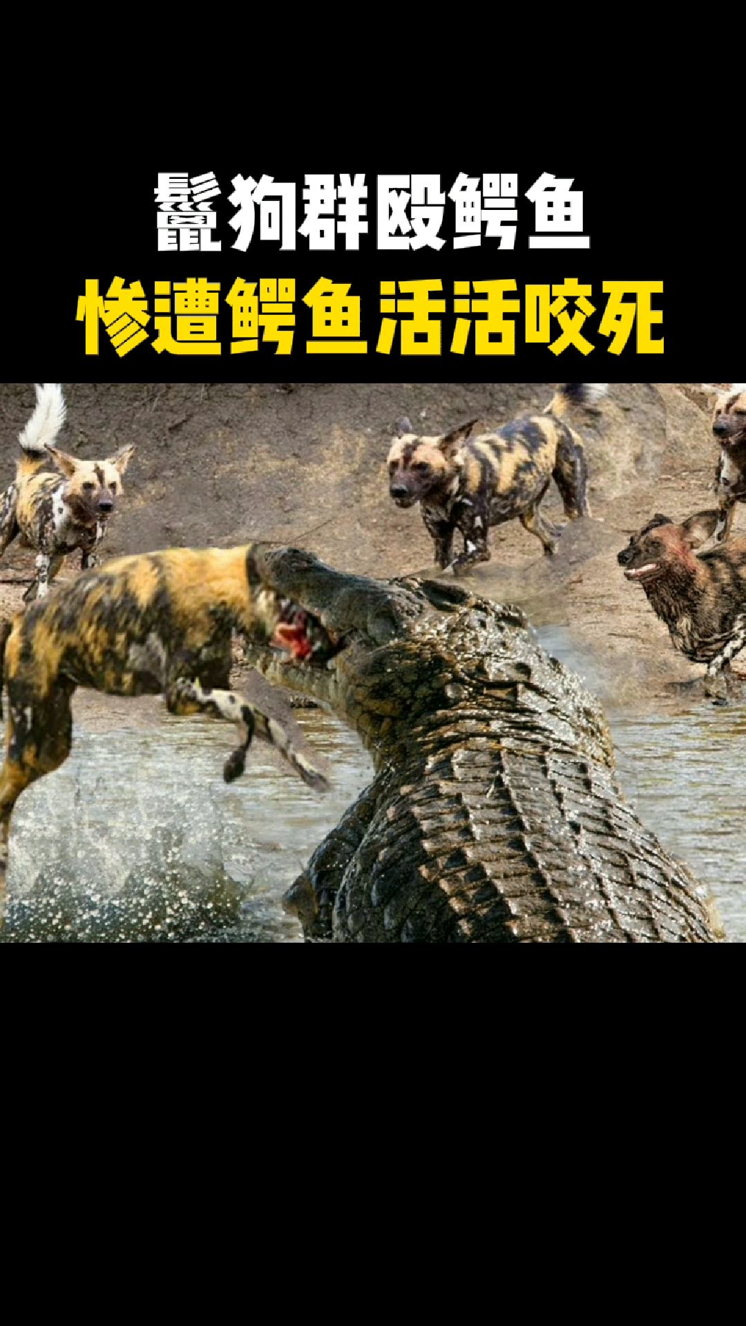 鬣狗群殴鳄鱼,惨遭鳄鱼活活咬死