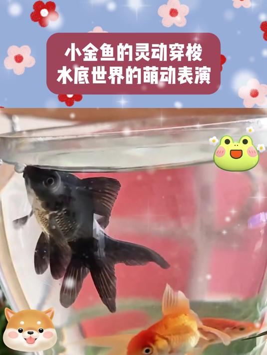 小金鱼的灵动穿梭,水底世界的萌动表演