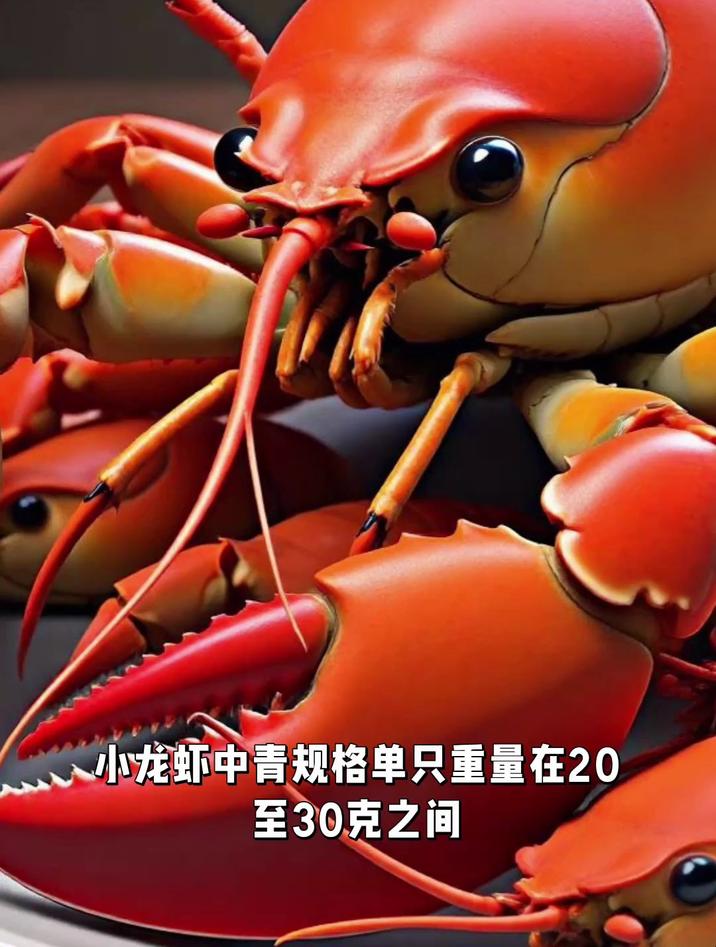 小龙虾中青一斤多少只