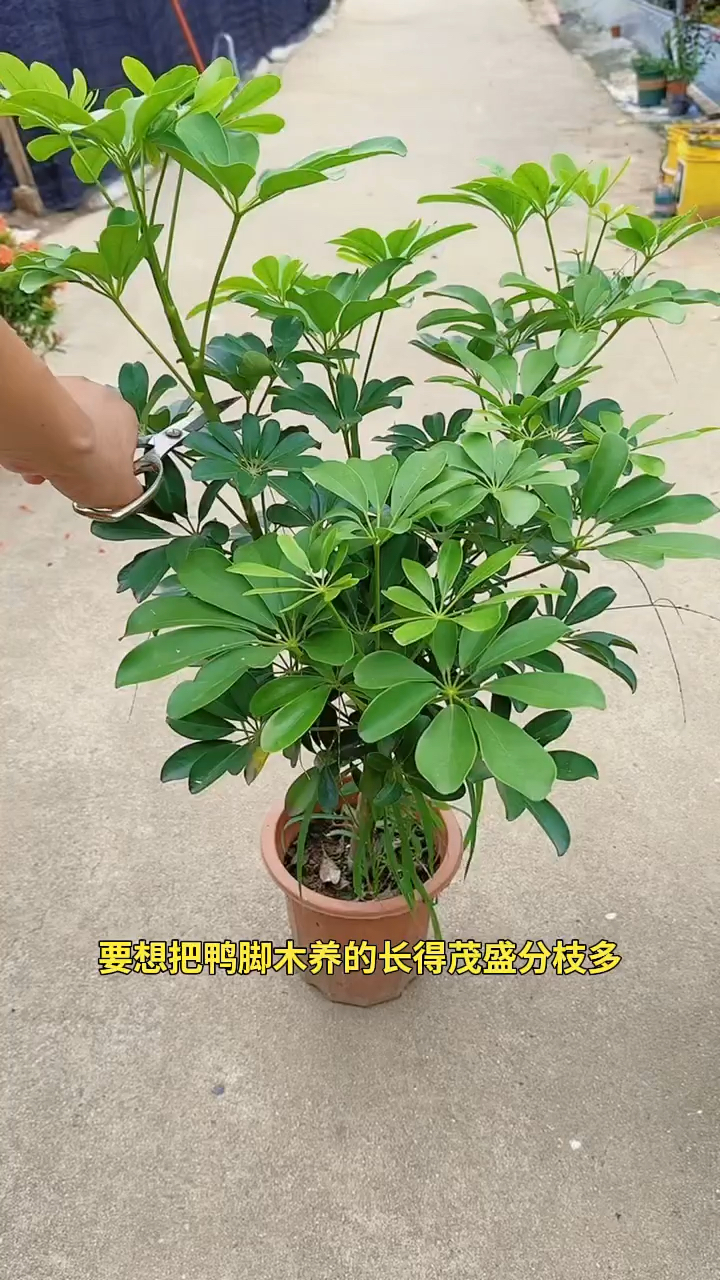 鸭脚木修剪独杆棒棒糖