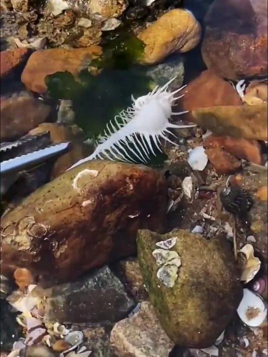 真实的赶海能抓到什么