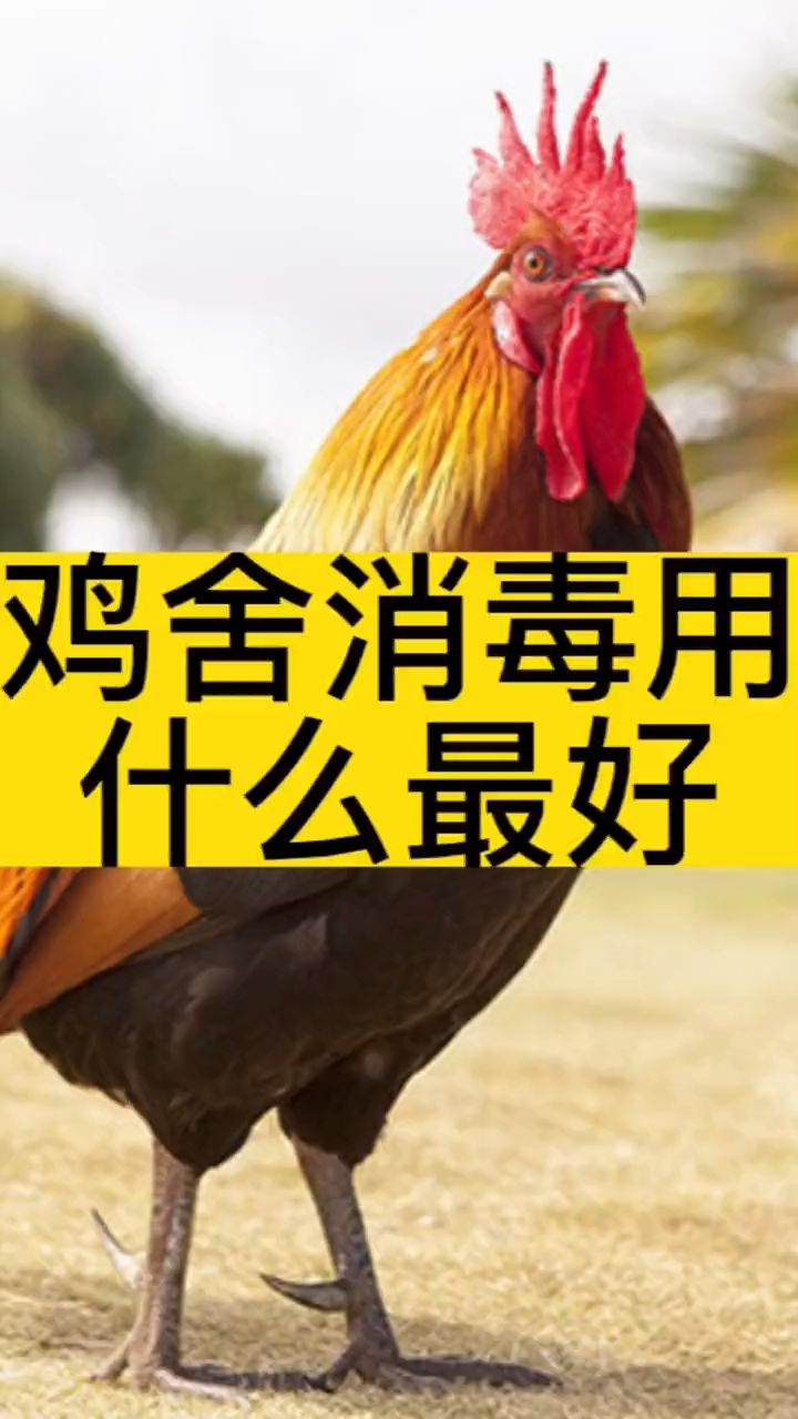 鸡舍消毒用什么最好