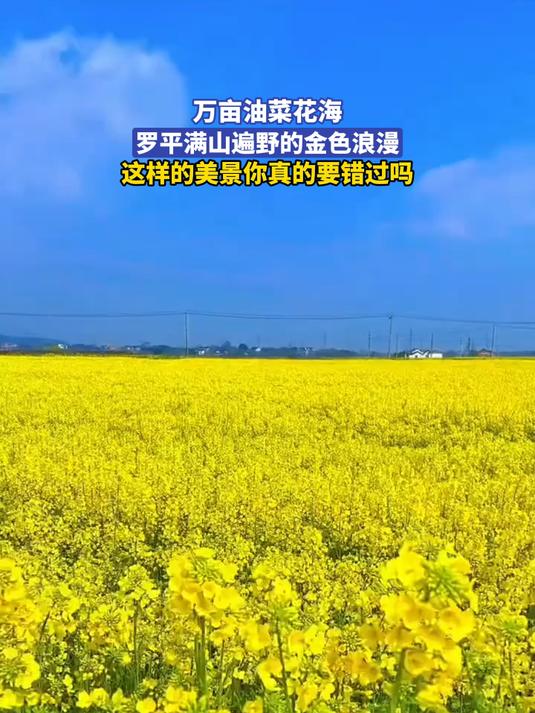 万亩油菜花海,罗平满山遍野的金色浪漫,这样的美景你真的要错过吗#花满春城我代言#