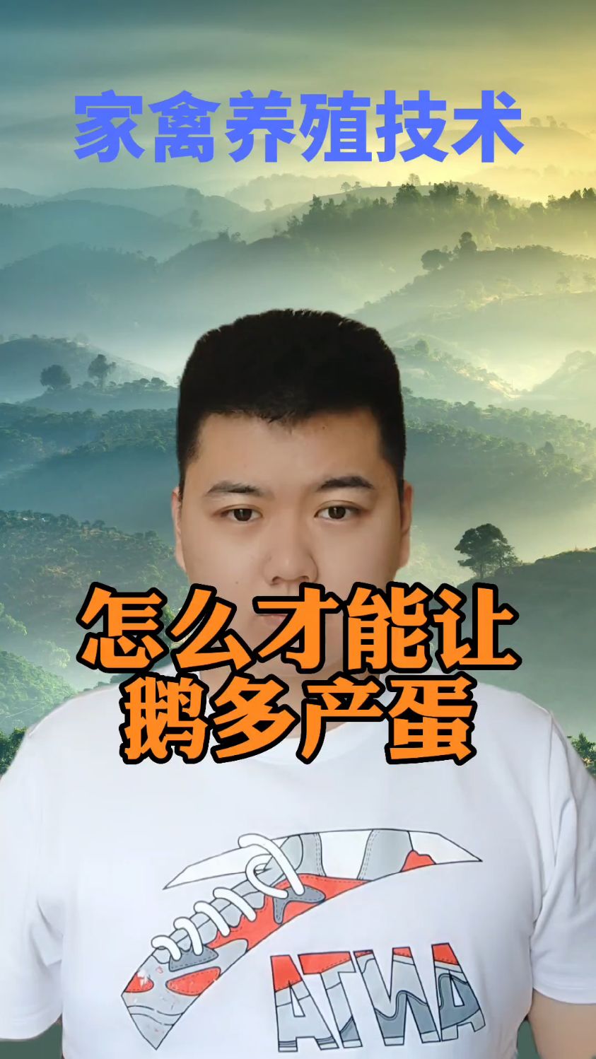 #怎样使鹅多产蛋怎样提高鹅的产蛋率给鹅吃什么增加产蛋量鹅要喂什么才经常下蛋母鹅吃啥
