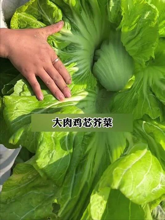 大肉鸡心芥菜,口感脆嫩无苦味,赶紧种起来!
