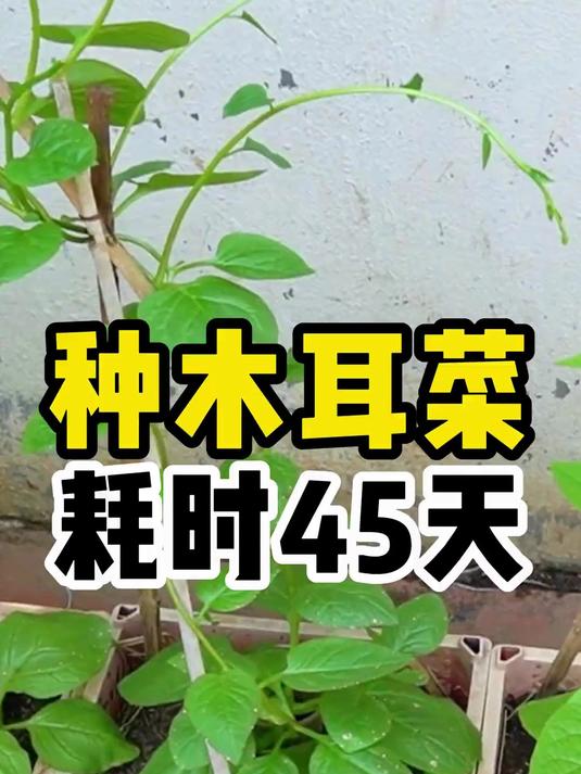 喜欢吃木耳菜的可以试试自己种,非常简单!