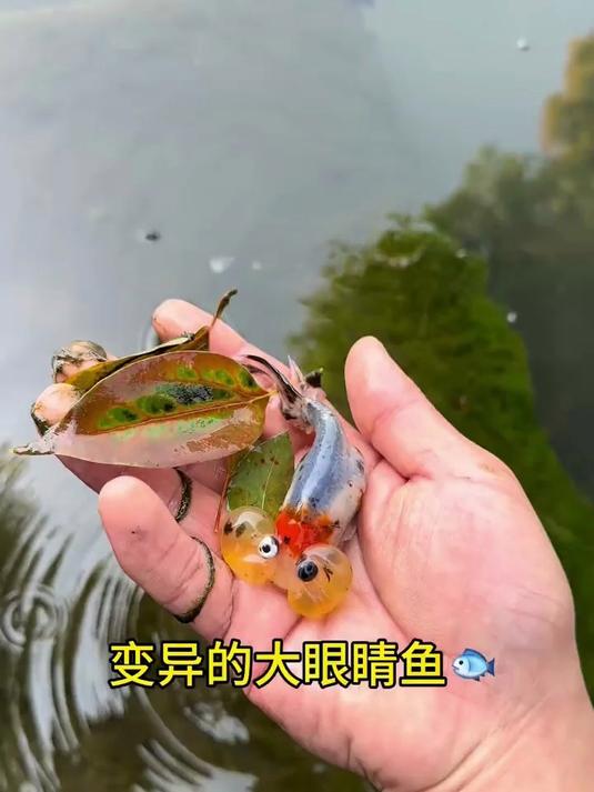 大家见过变异的大眼鱼吗
