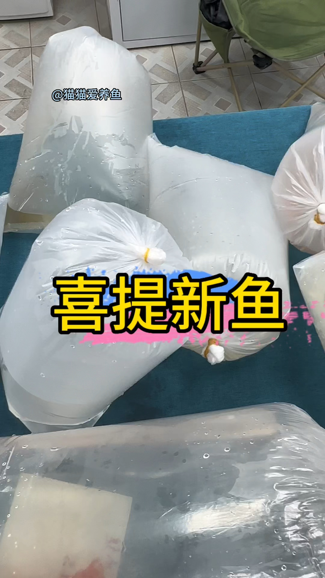 养鱼的女人,鱼缸里总是缺少一条鱼,鱼友们你们有什么好养的鱼推荐吗
