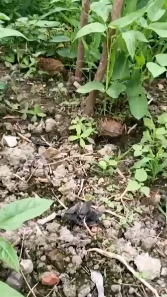 两个竹鸡崽找妈妈