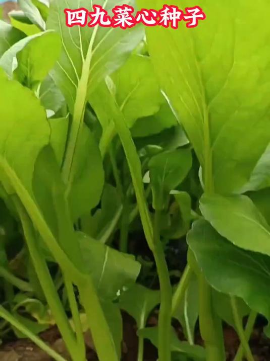 四九菜心种子,种植不用复杂。阳台花盆给土就活!