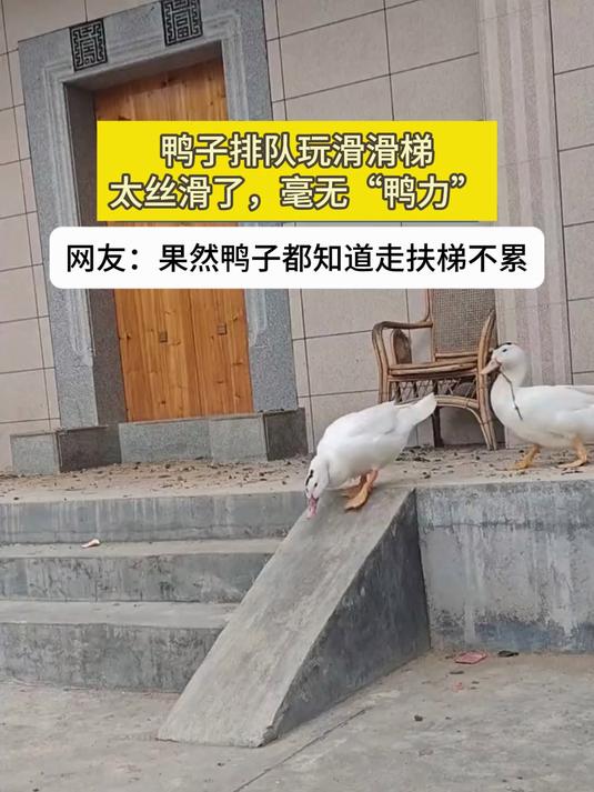 鸭子排队玩滑滑梯，太丝滑了，毫无“鸭力”，网友：果然鸭子都知道走扶梯不累