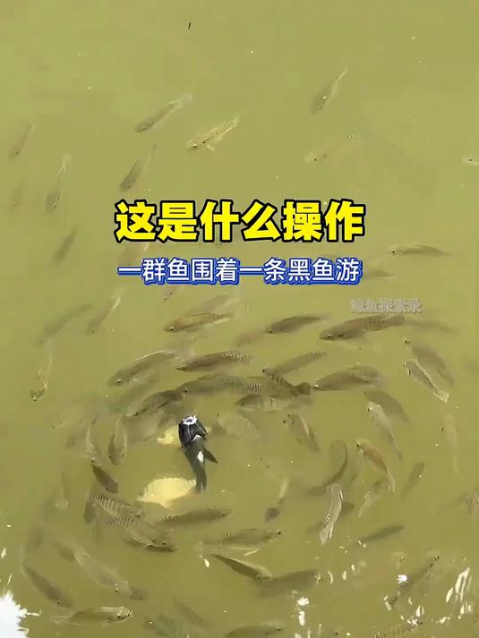 钓鱼拍到的,这是什么操作,一群鱼围着一条黑鱼游