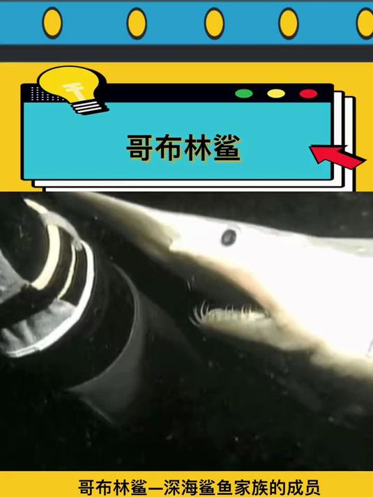 哥布林鲨-深海鲨鱼家族的成员