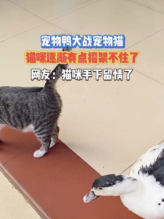 宠物鸭大战宠物猫,猫咪逐渐有点招架不住了