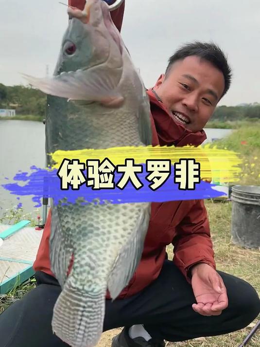 既然来到广东,那必须得感受一下大罗非的力道