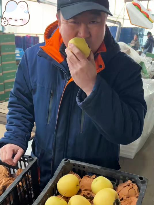 这就是我们甘肃黄元帅苹果老品种果味浓郁真的很好吃