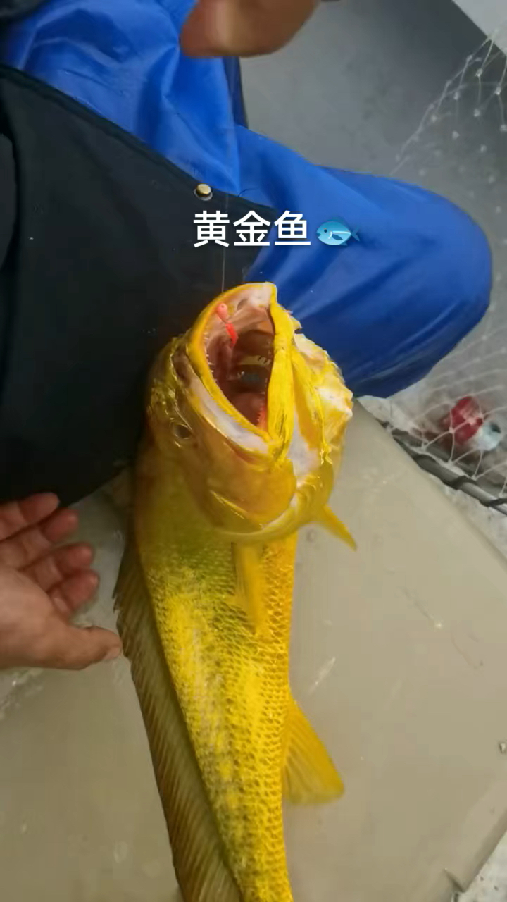 快艇海钓野生大黄鱼