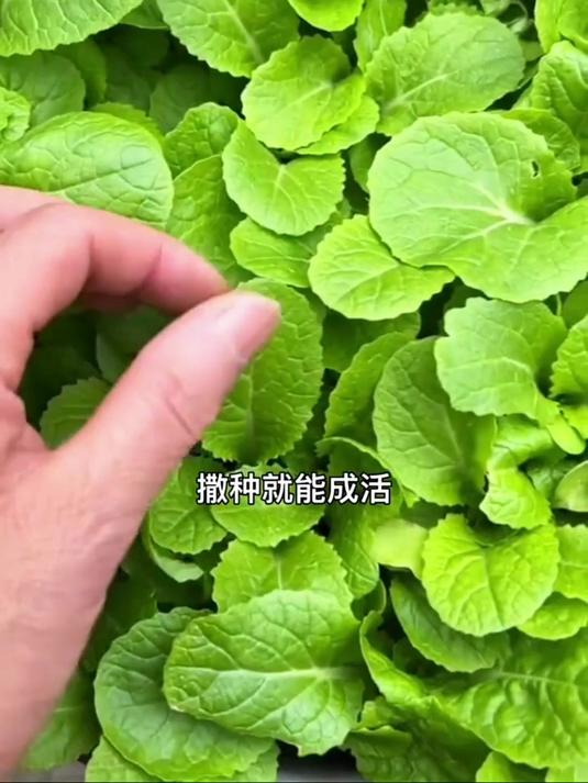 奶油小白菜,清香脆甜,阳台小院都可以种植!