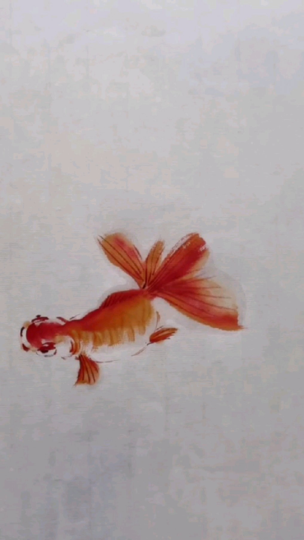 水彩画:教大家画一条红色小金鱼
