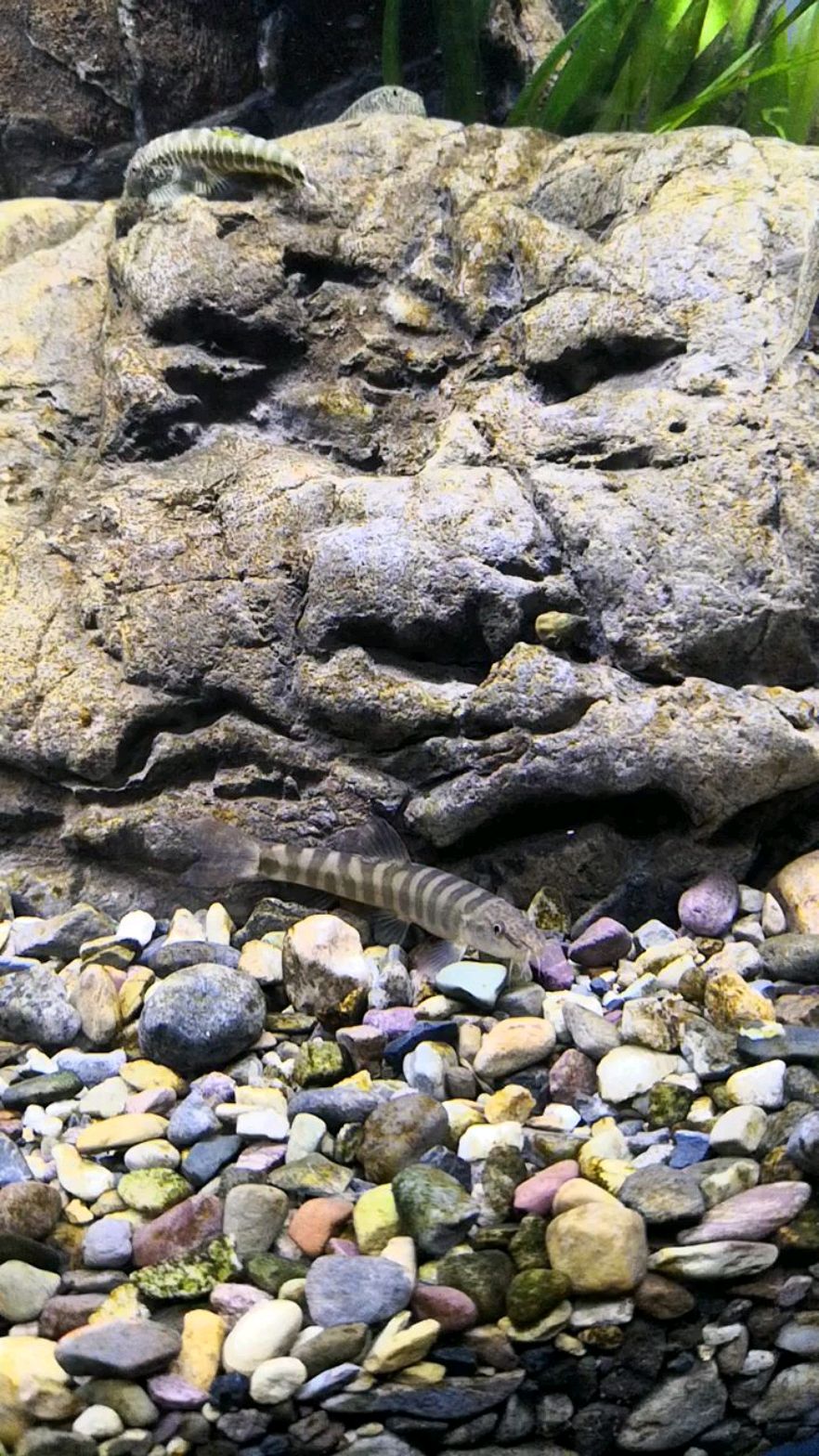 溪流缸里的活跃分子江鳅