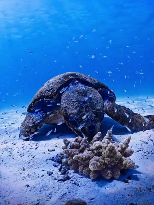 老哥潜水像开盲盒：海龟背章鱼，礁石藏龙虾，夜海猎乌贼