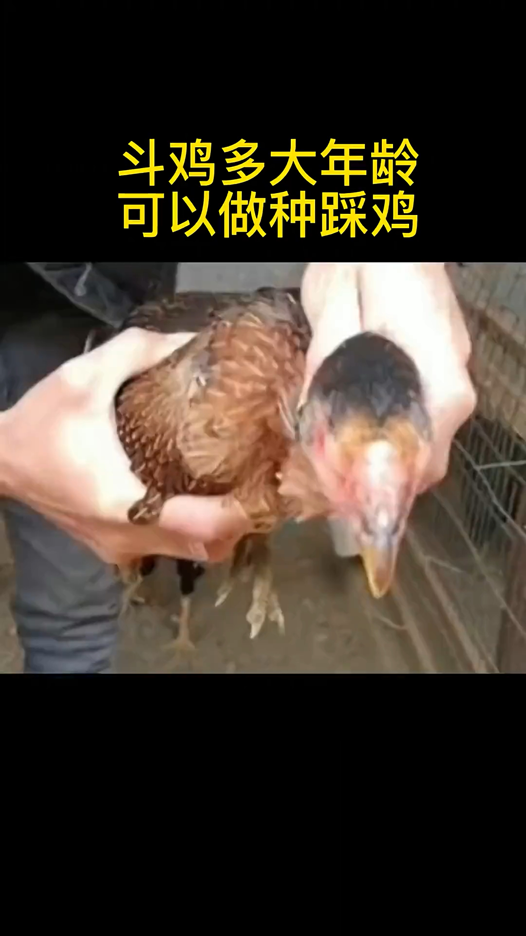 斗鸡多大年龄可以做种