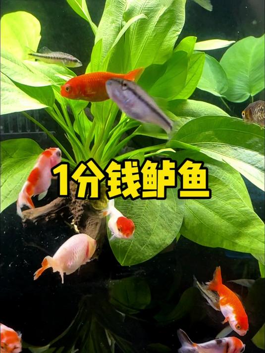 粉丝大哥花1分钱买了3条鲈鱼苗让我替他代养,你们看看这鱼怎么样