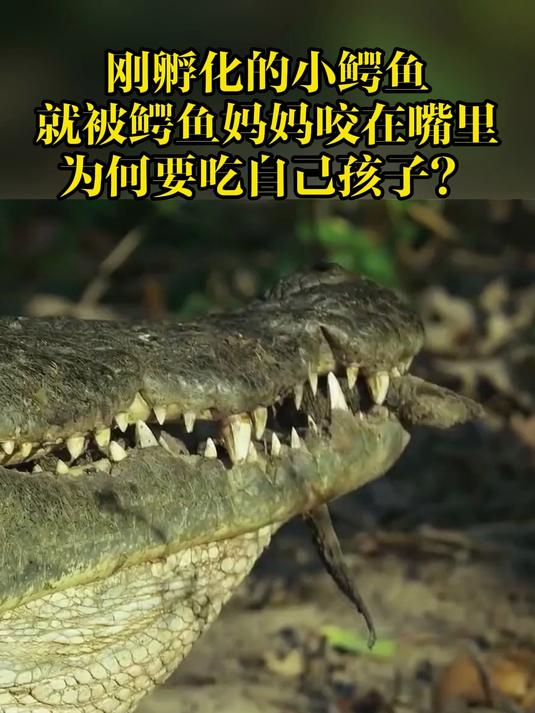 刚孵化的小鳄鱼,就被鳄鱼妈妈咬在嘴里,为何要吃自己孩子?