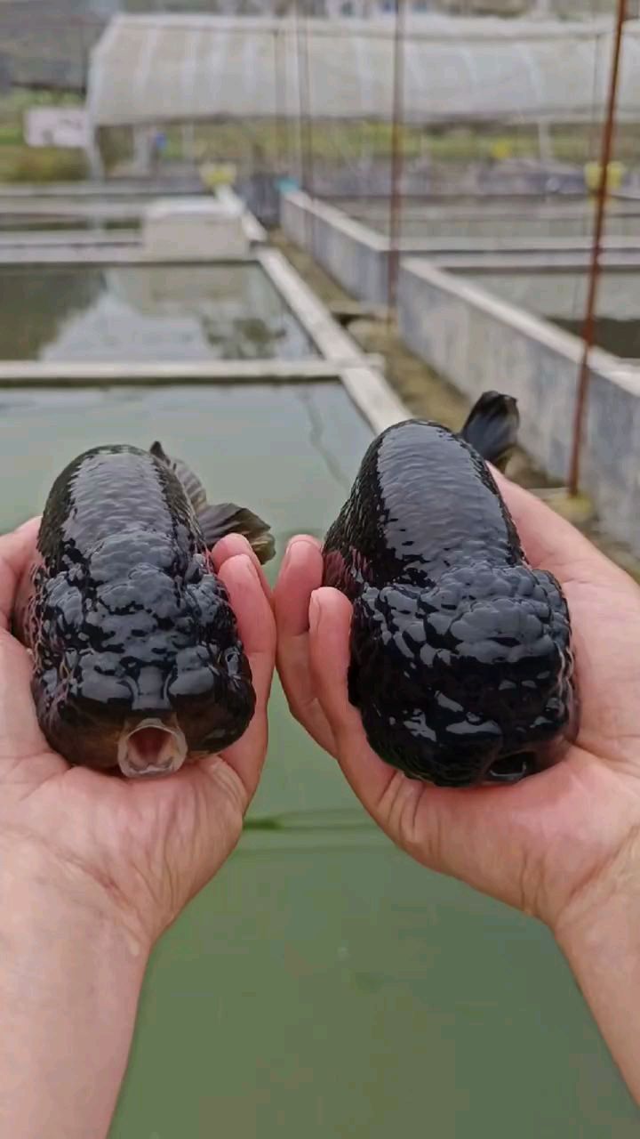 大狮子头鱼