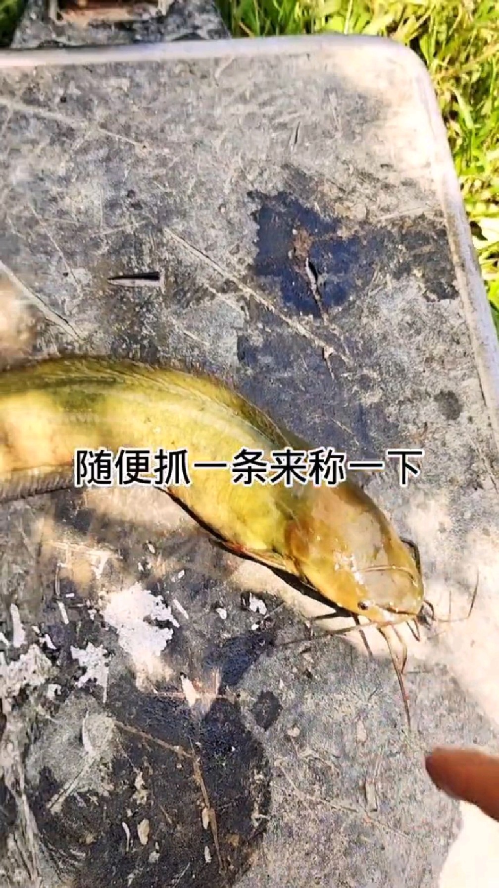 高密度养塘角鱼,想卖鱼还要这样秤过,看看有多大了