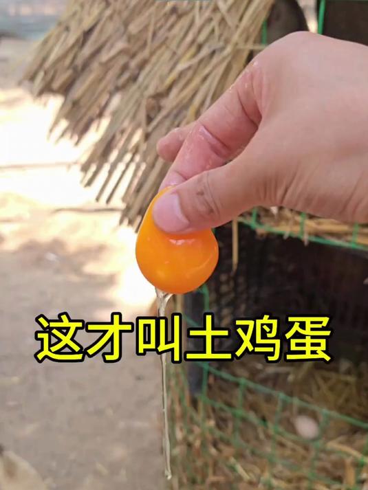 农村散养土鸡简直了！