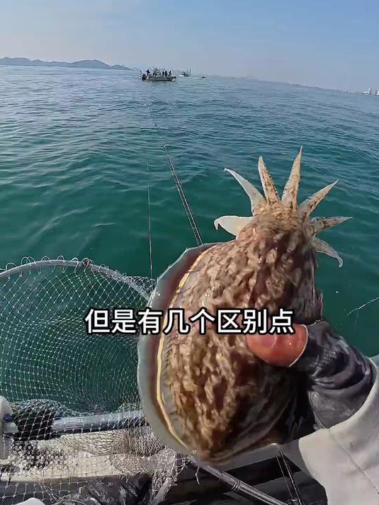 木虾，爆钓墨鱼、八带（章鱼）