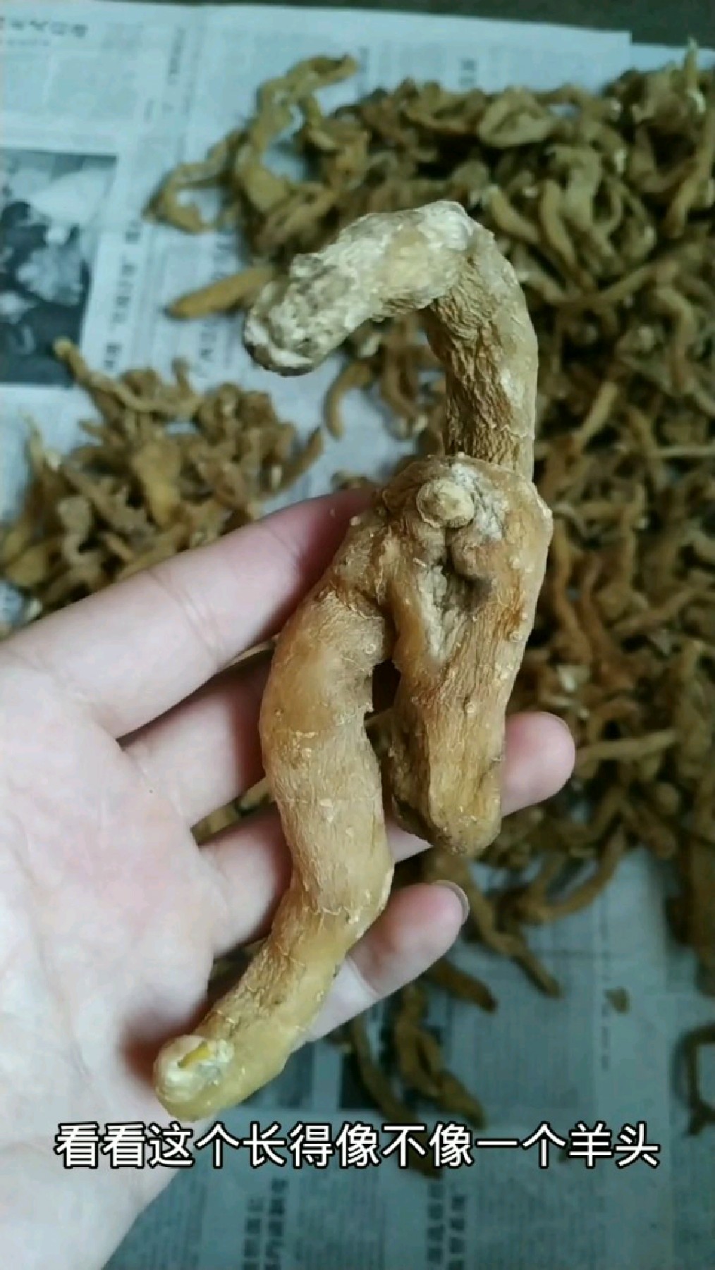 这个是野生中药材鸡头黄精,药食同源的,可入药用,也可以走上餐桌食用,炖汤很好吃。