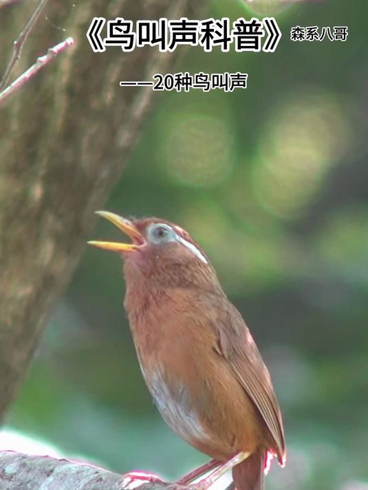 20种令人想家的鸟叫声,小时候就听过这些鸟叫声,亲切的怀念
