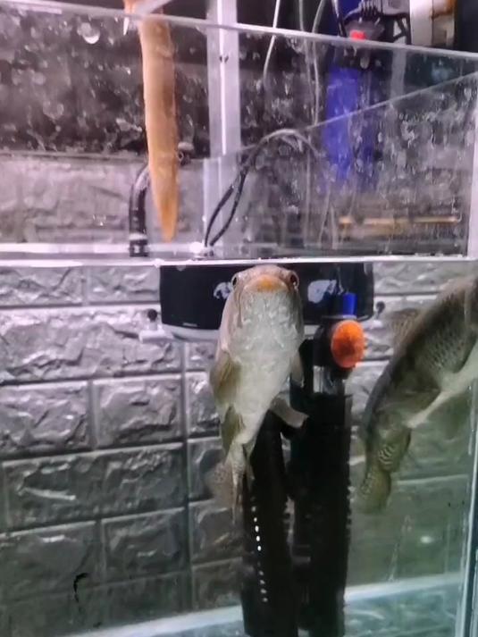 鱼中的霸主。巨牙鱼 录个视频吓我一激灵