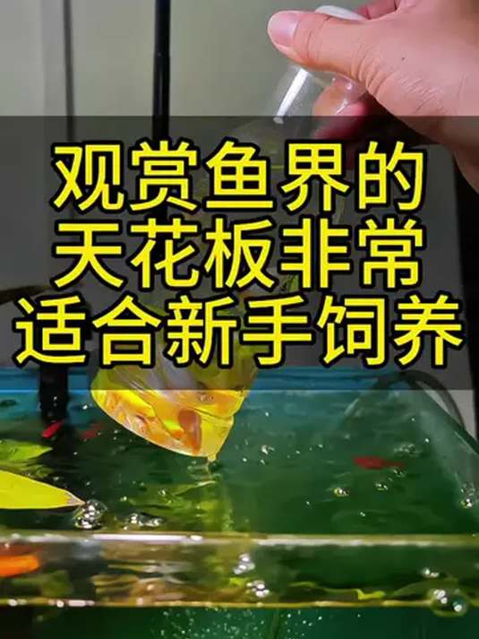 新手养鱼就选斑马鱼!无需过滤氧泵,堪称观赏鱼顶流