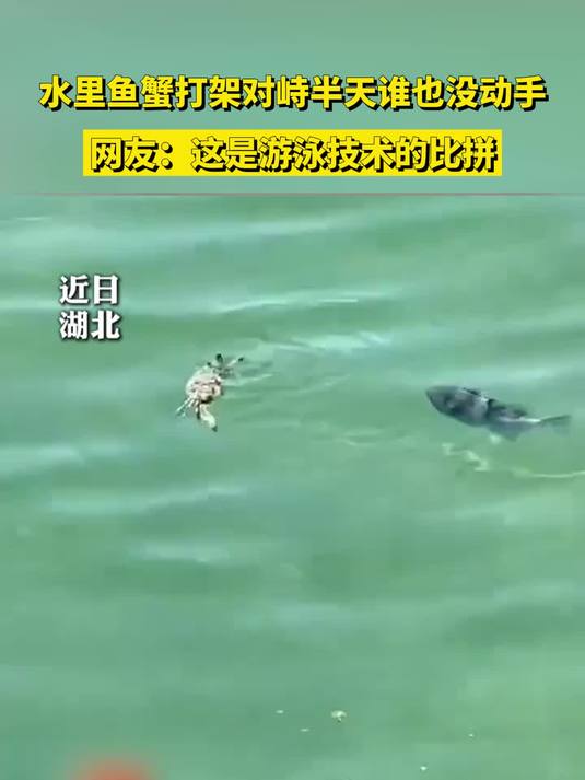 水里鱼蟹打架对峙半天谁也没动手,网友:这是游泳技术的比拼