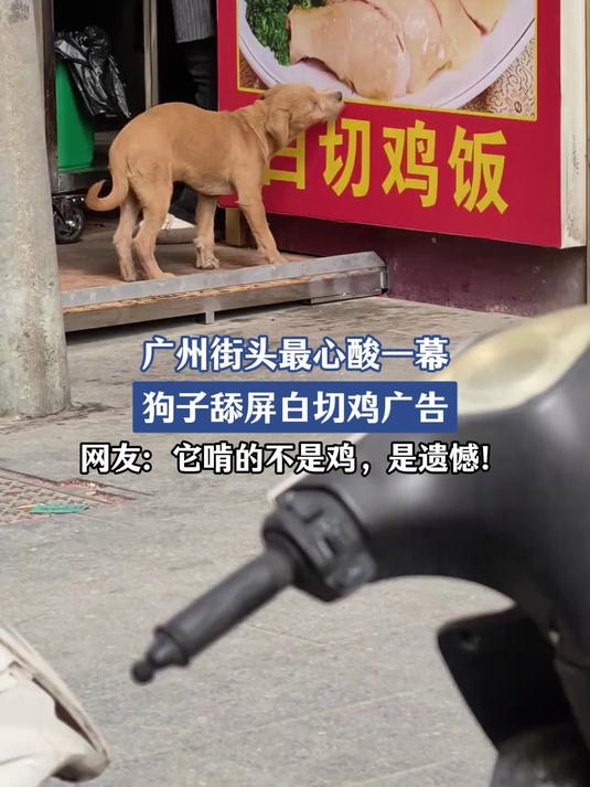 广州街头最心酸一幕,狗子舔屏白切鸡广告,网友:它啃的不是鸡