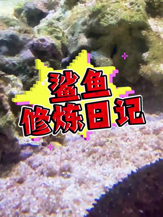 想养一条小鲨鱼真的！太！难！啦！