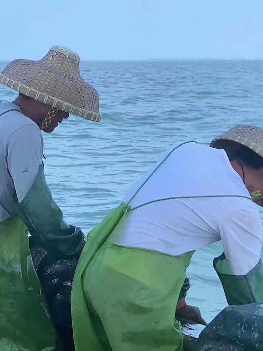 你们见过海地瓜吗?