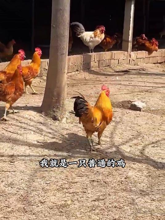 蒸小皖上新!按头安利!都给我去吃这个椒麻鸡锅