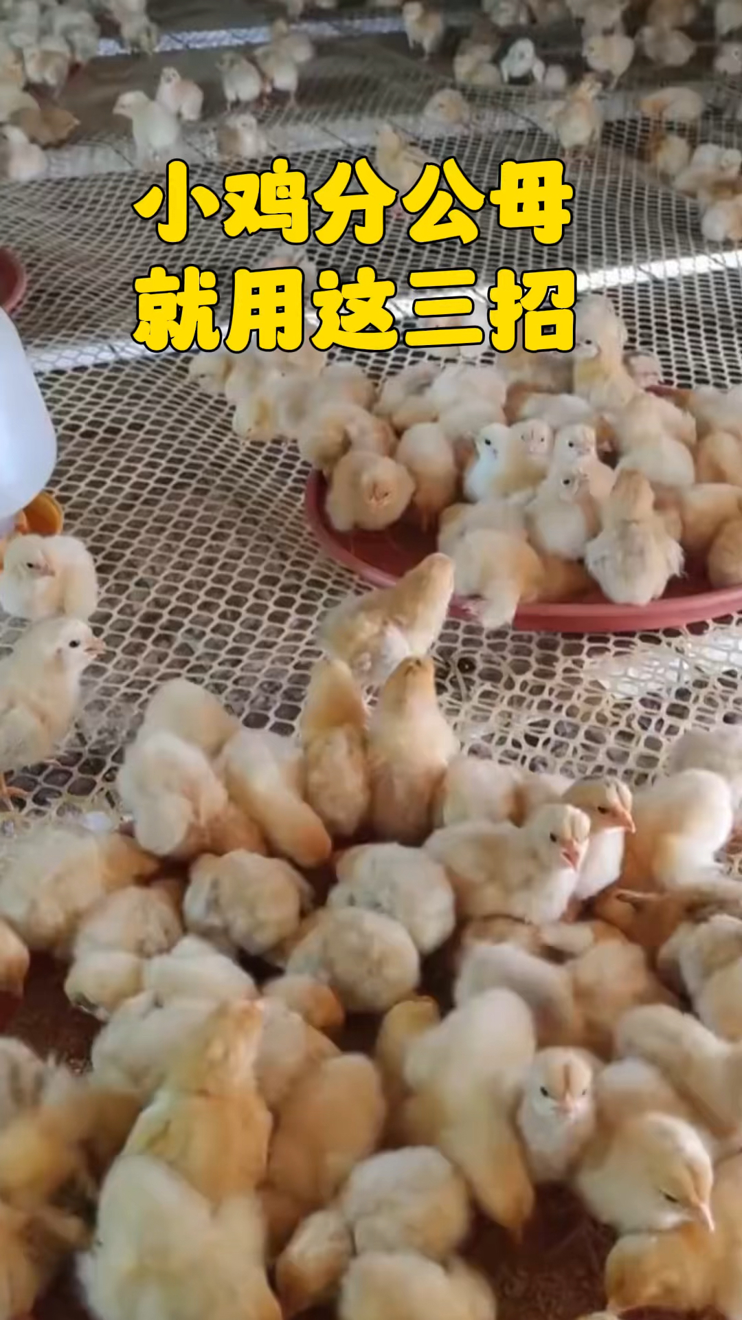小鸡分公母,就用这三招