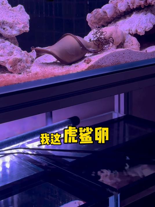 这虎鲨卵如果孵化失败……你们能骂我不?