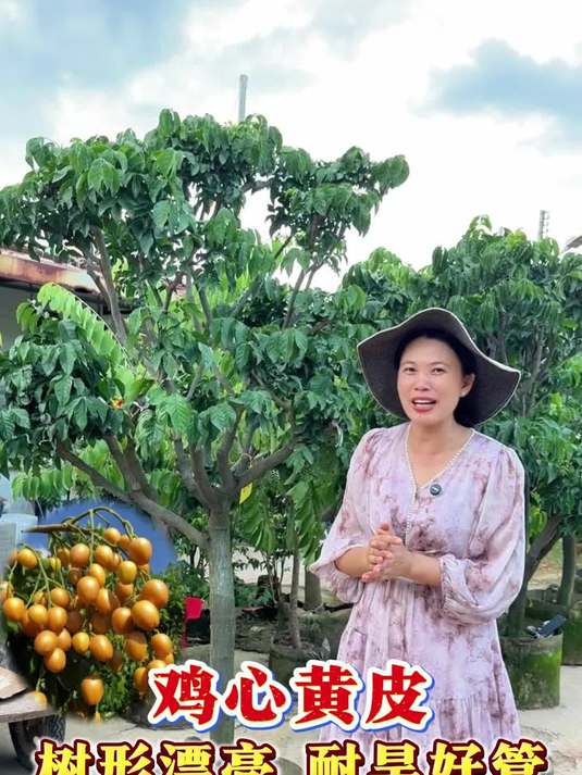 耐热耐旱,不打药不生虫的好品种果树,鸡心黄皮