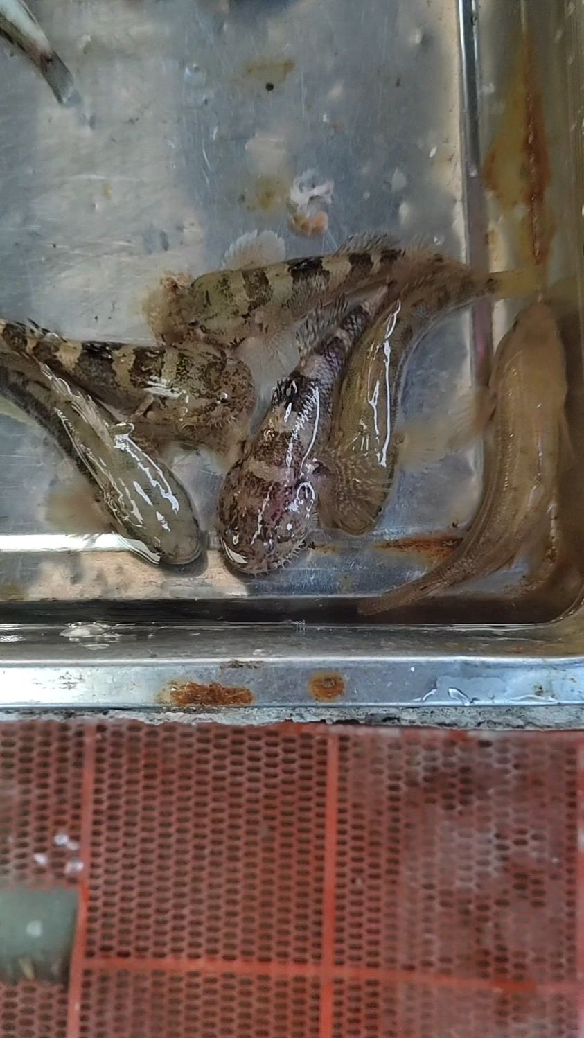 在菜场看到味道极为鲜美的小肉狗鱼